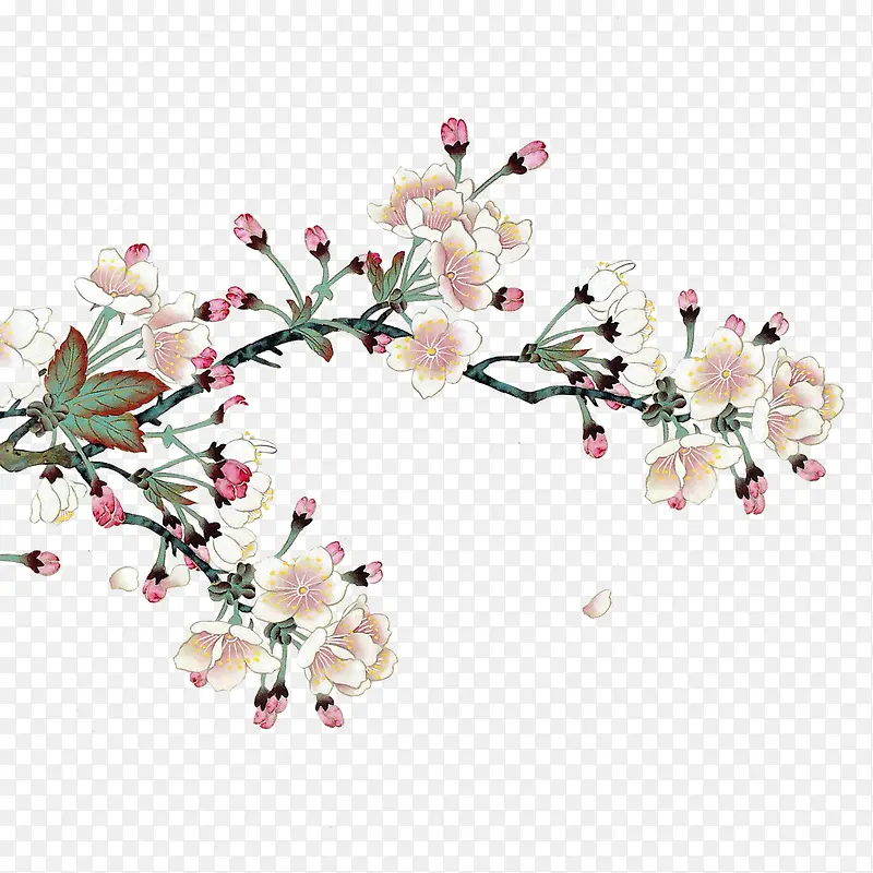花枝