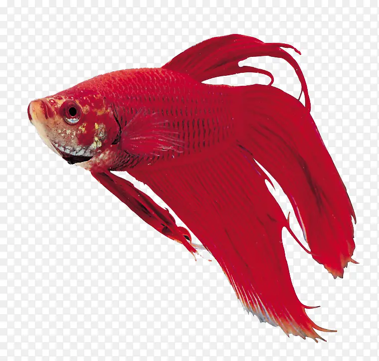红色观赏鱼素材