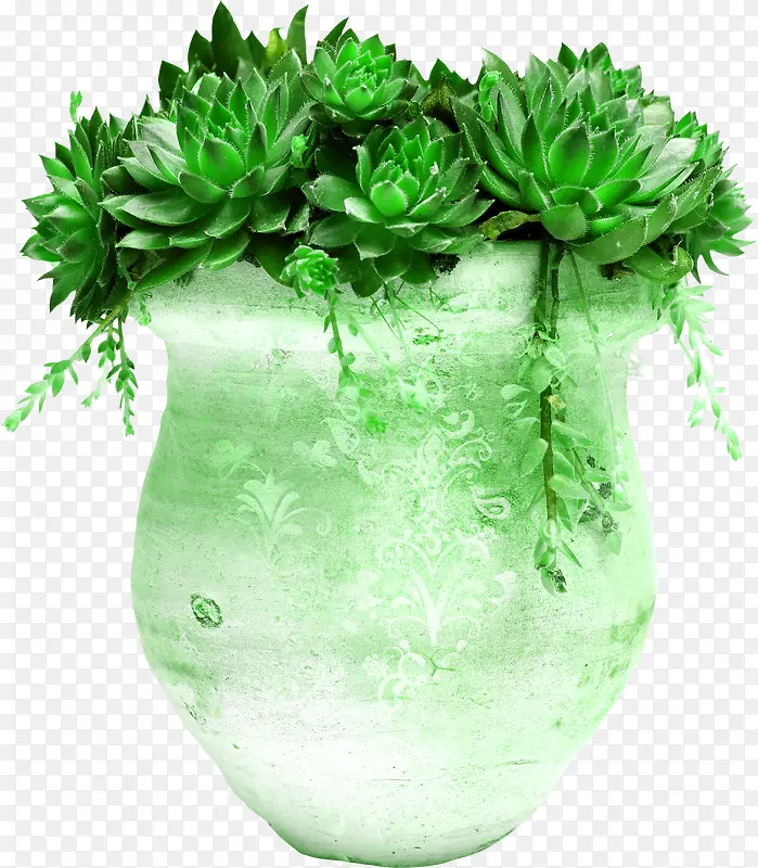 瓶装绿植