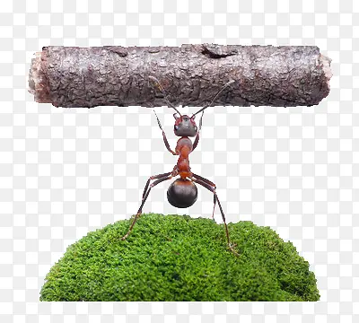 一只蚂蚁举起着的树