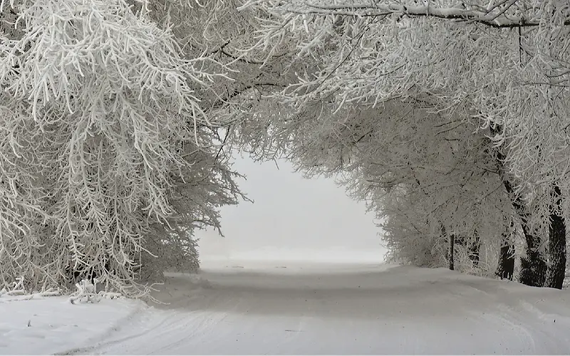 梦幻冬季雪地树林