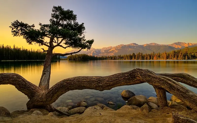 湖边绿树树根夕阳
