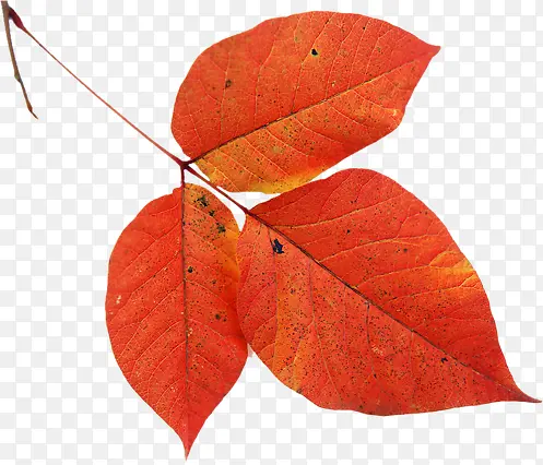 红色叶子秋冬新品上市图标