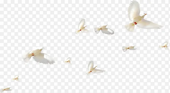 白色整齐飞翔白鸽鸟群