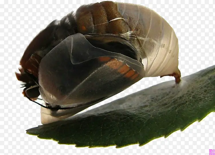 树叶昆虫破茧