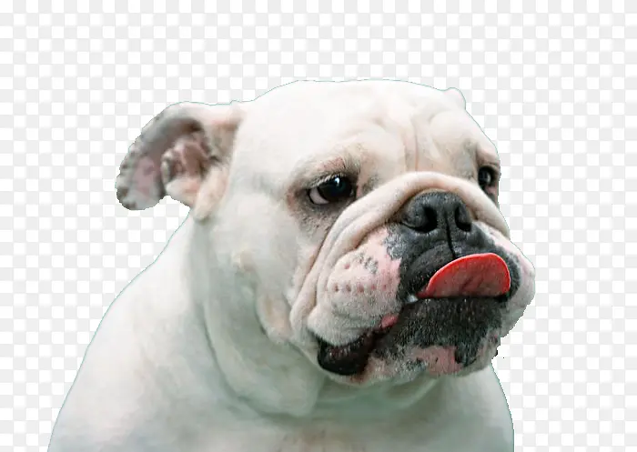 白色的吐舌头的狗