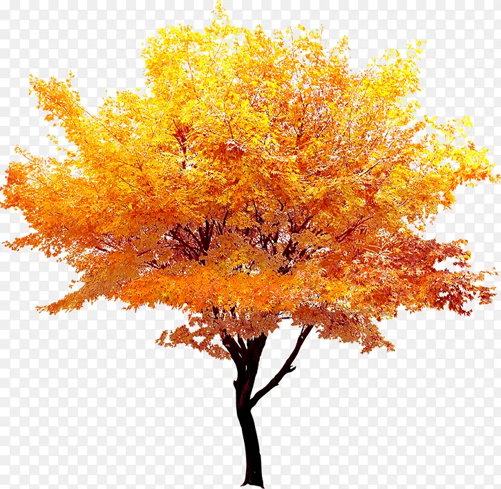 秋天的金色枫叶树木