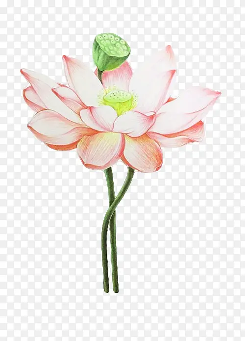 彩铅荷花