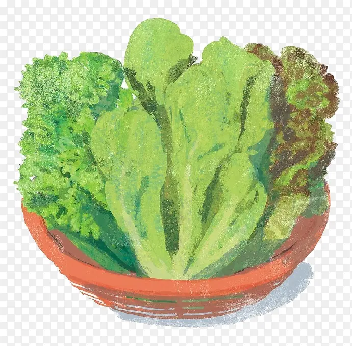 卡通生菜蔬菜