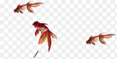 红色手绘虎头鱼插图