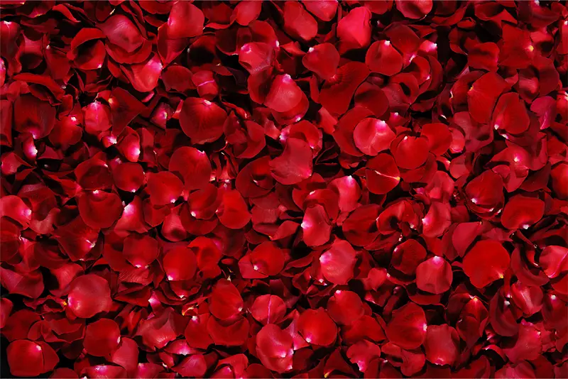 双十二红色玫瑰家纺海报
