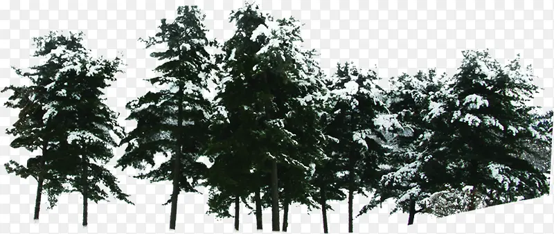 圣诞树木装饰森林冬日