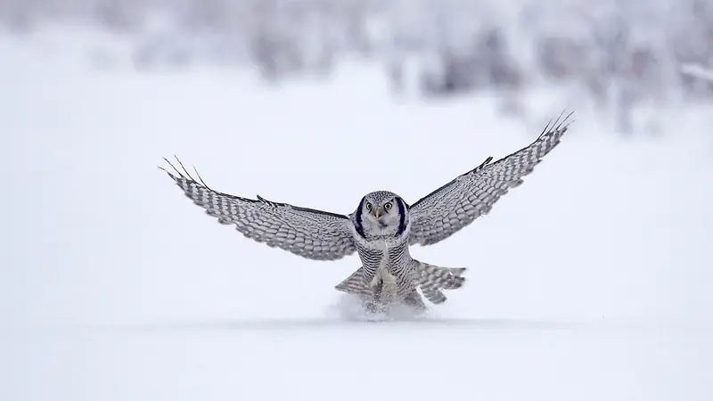 灰色雪地飞翔的老鹰