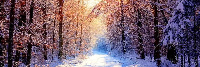 冬日森林美景户外