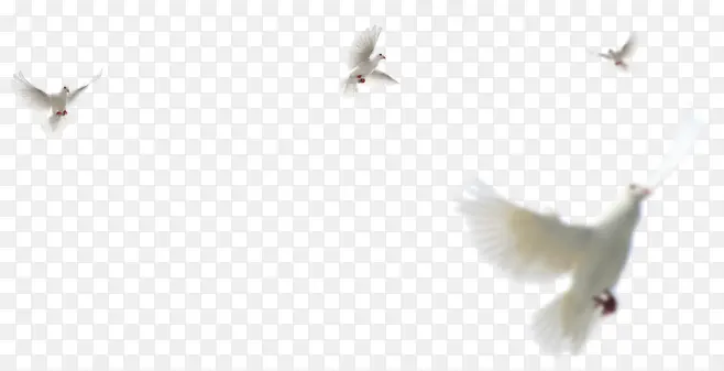 白色鸽漂浮鸽子