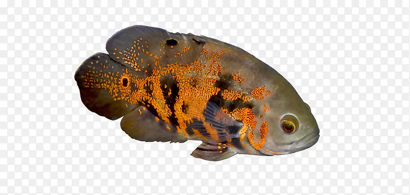 灰色带橘色斑点的鱼