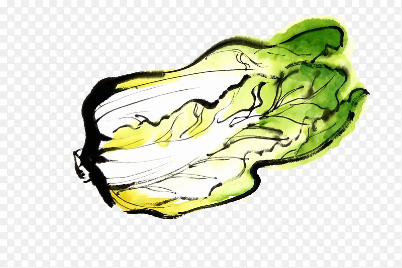 手绘绿色白菜