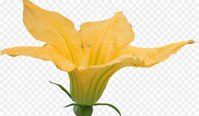 黄色南瓜花素材图片