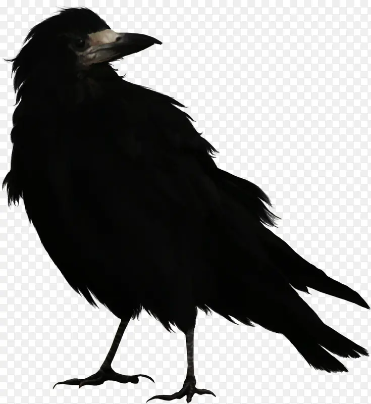 黑色大鸟