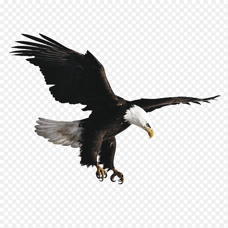 雄鹰