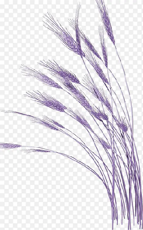 紫色麦穗素材免抠