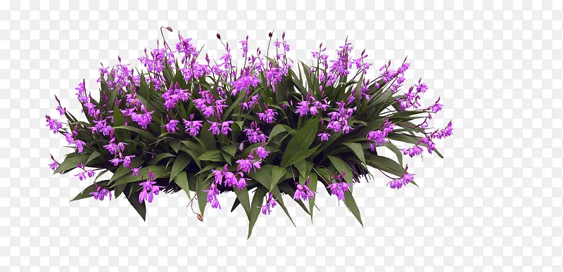 精致美丽的紫色花