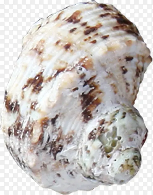 螺旋褐色海螺