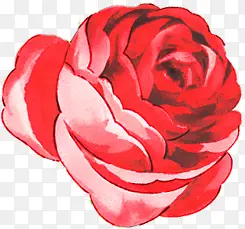 手绘红色玫瑰展板