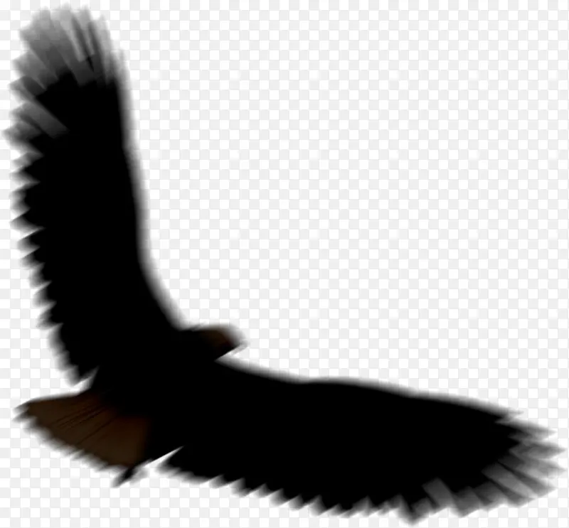一只模糊的黑色乌鸦