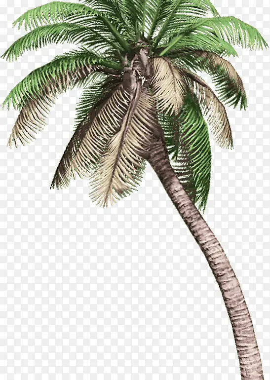 绿树干枯大树植物