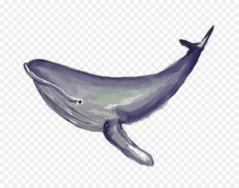 矢量鲸鱼