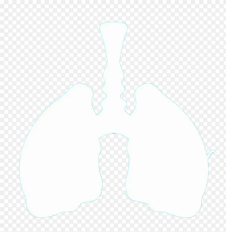 肺的外形