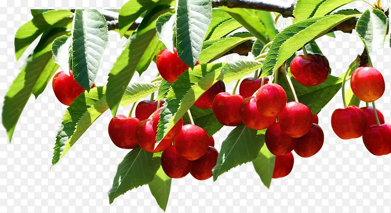 红色鲜红樱桃车厘子水果