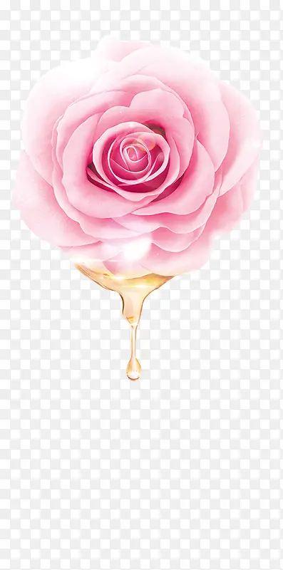 粉色初恋玫瑰花朵盛开
