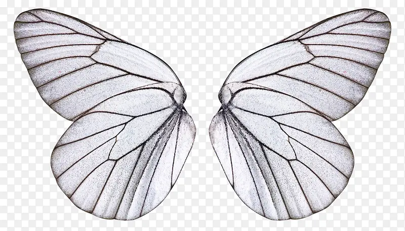 手绘线条绘画动物蝴蝶翅膀