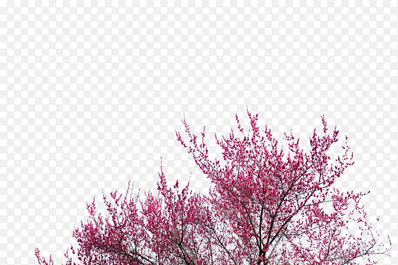 高清摄影创意红色的桃花树