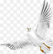 白色水彩白鸽手绘