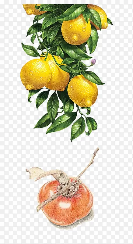 柠檬柿子
