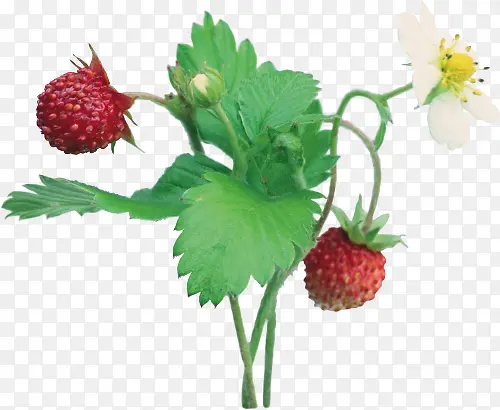 草莓植株
