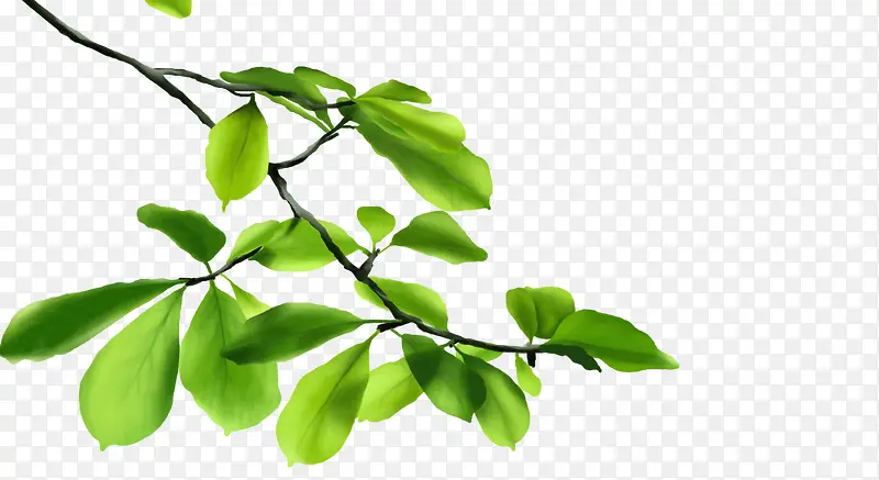 妖系·伯言府·画树叶