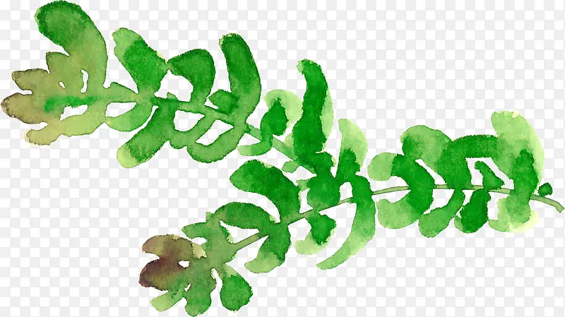 多肉植物