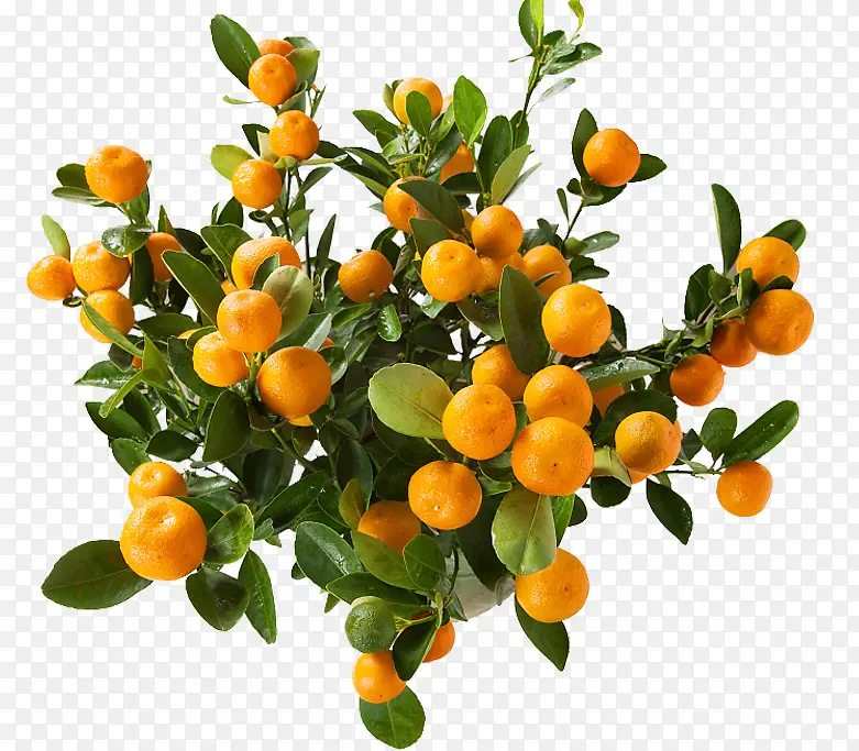 橘树盆栽