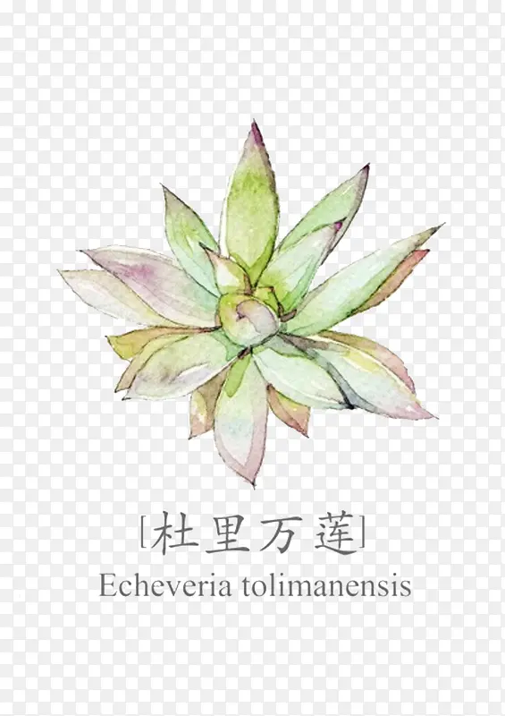 肚里万莲