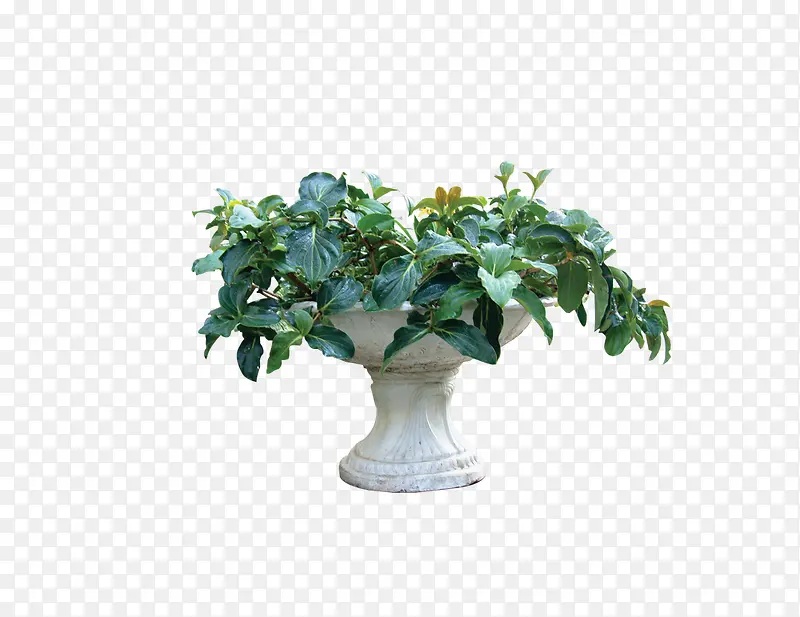 花盆