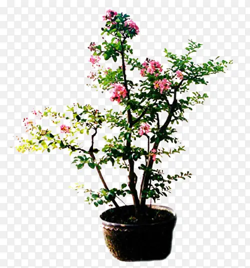 紫薇花盆栽
