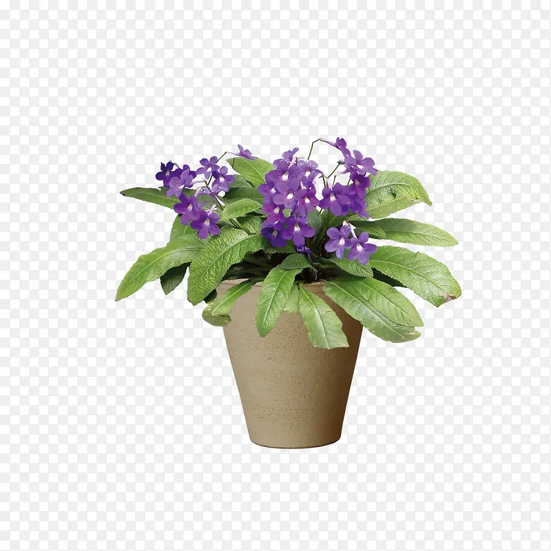 紫色花瓣盆栽图案