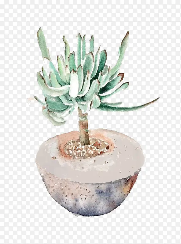 卡通多肉植物