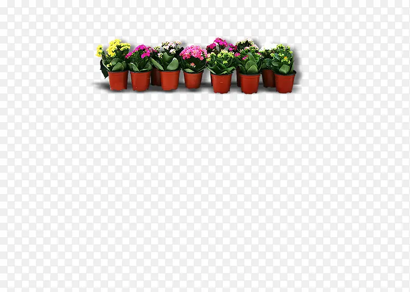 小植物，办公室盆栽，花园