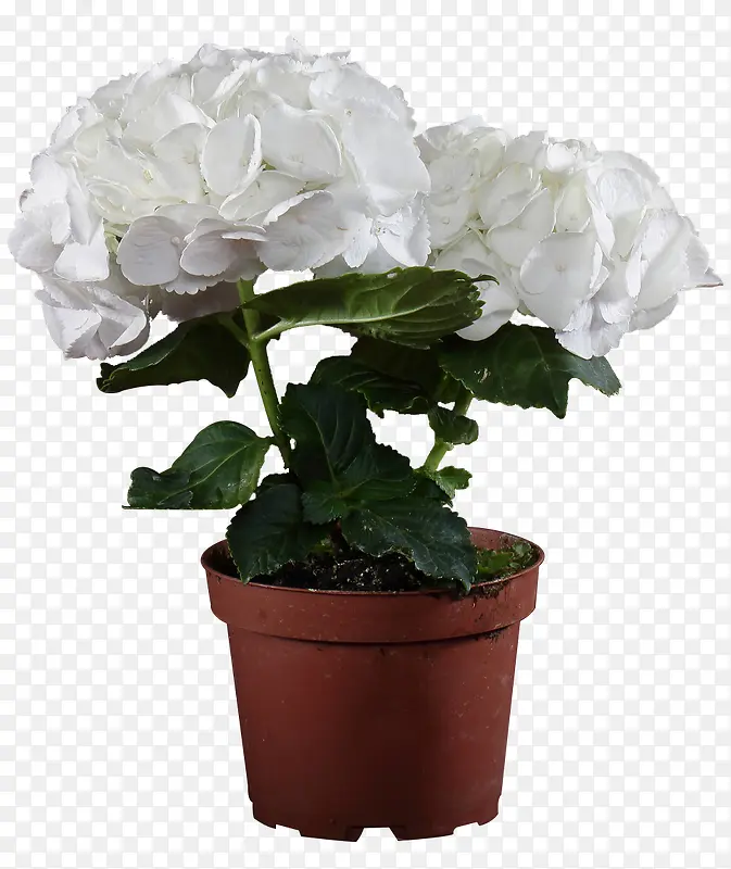 白色花卉盆栽