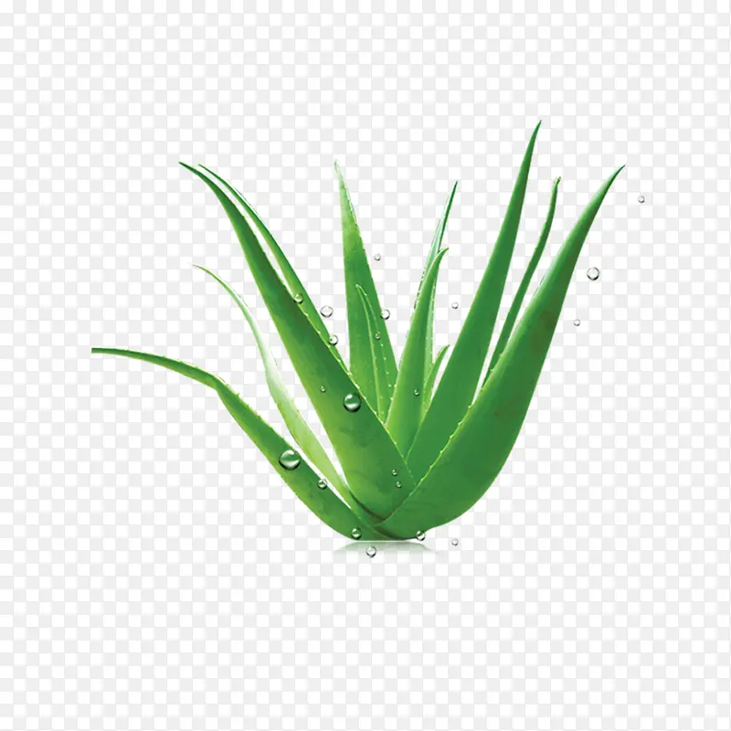 芦荟